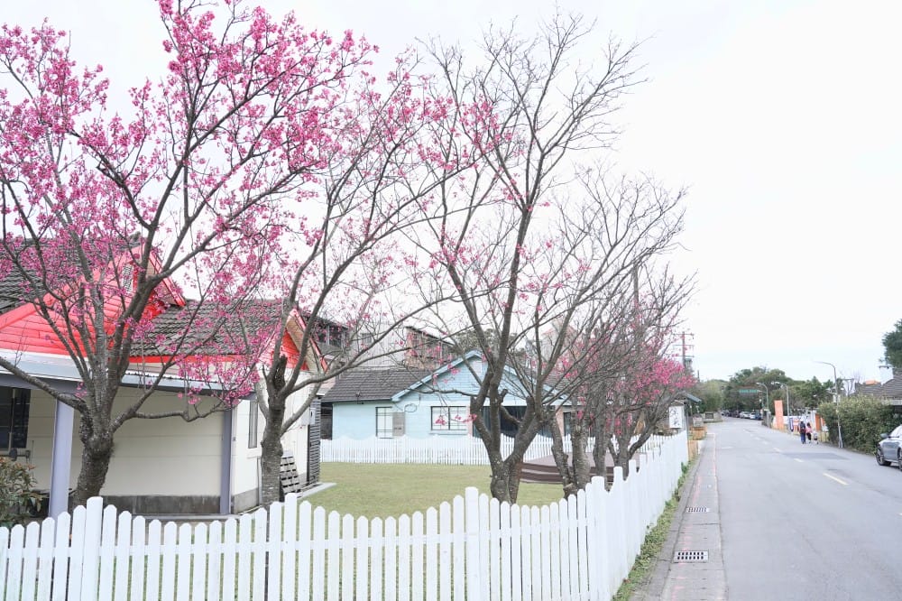 台北陽明山草山門市星巴克Starbucks,在純白美軍宿舍草山小鎮喝咖啡可以賞櫻,有野餐墊,不限時有插座有WIFI