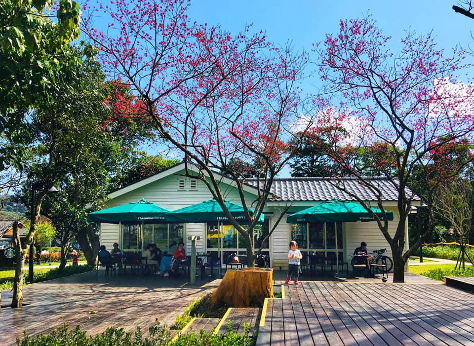 台北陽明山草山門市星巴克Starbucks,在純白美軍宿舍草山小鎮喝咖啡可以賞櫻,有野餐墊,不限時有插座有WIFI