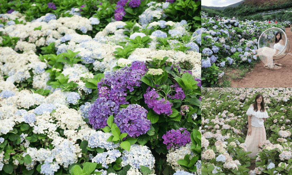 新北景點｜高家繡球花田萬里第三園區，門票票價，交通停車，時間