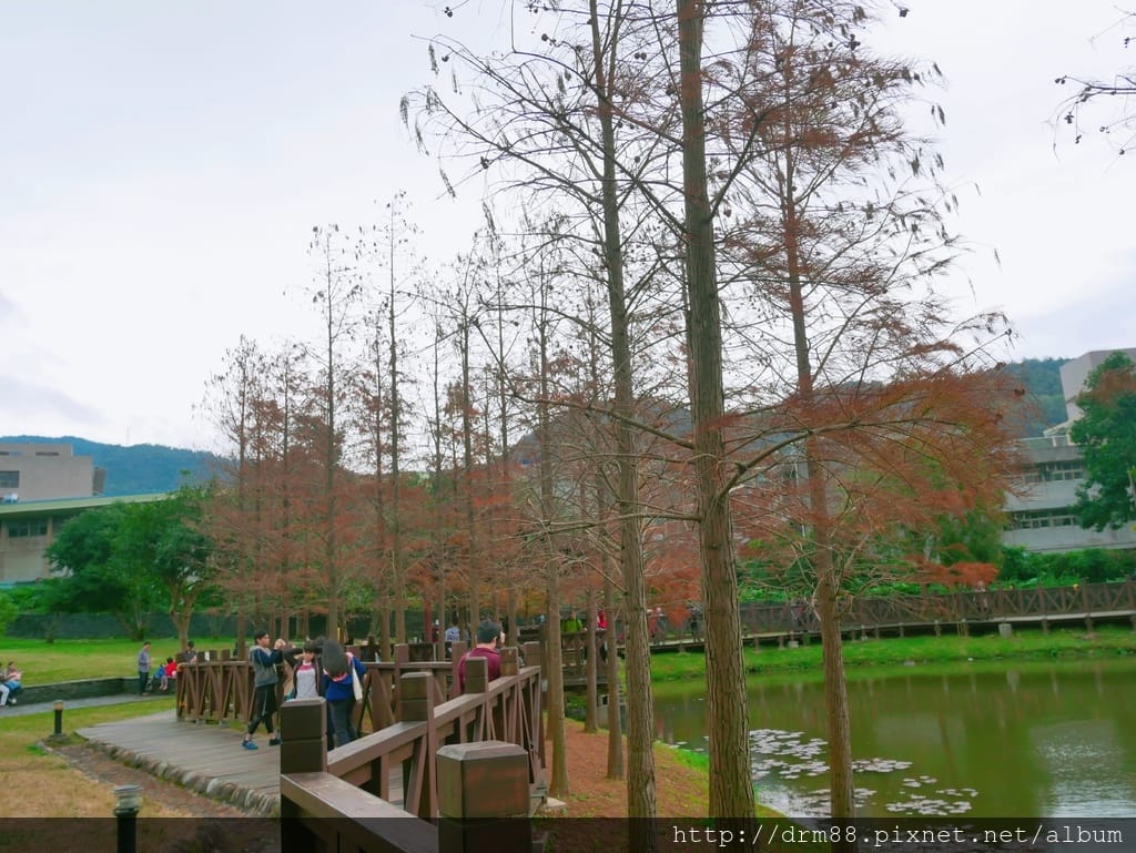 故宮原住民公園落羽松