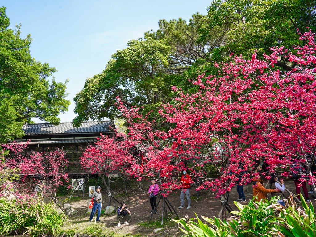 新竹公園櫻花