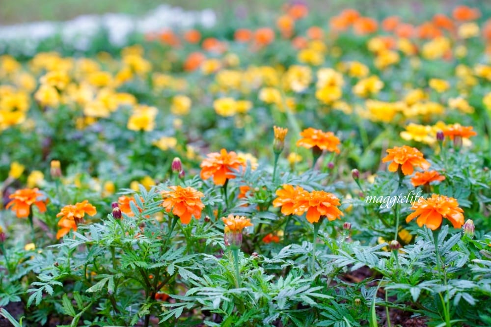 台北內湖一日遊｜內湖大溝溪親水公園步道花海已經開始了，免費景點，放假親子踏青郊遊野餐，可賞蝶，內湖縱走！