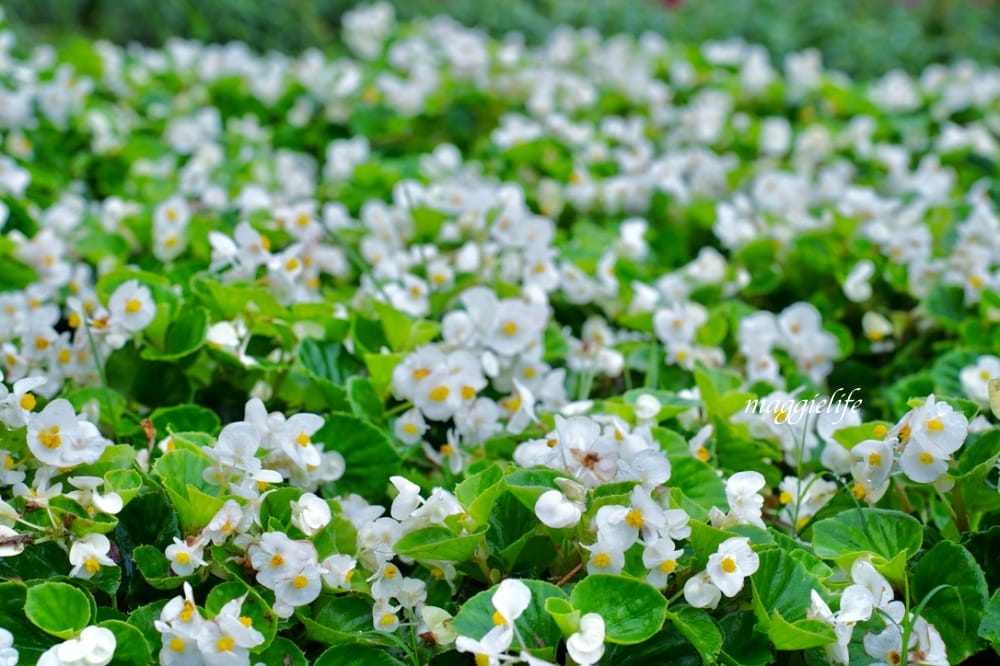 台北內湖一日遊｜內湖大溝溪親水公園步道花海已經開始了，免費景點，放假親子踏青郊遊野餐，可賞蝶，內湖縱走！
