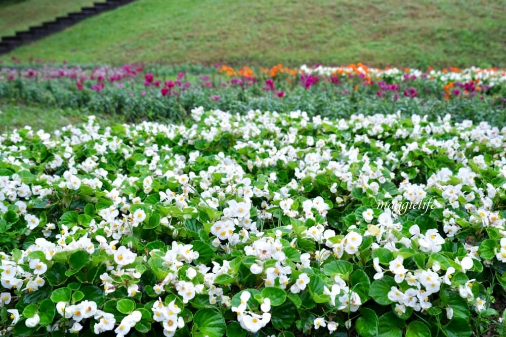 台北內湖一日遊｜內湖大溝溪親水公園步道花海已經開始了，免費景點，放假親子踏青郊遊野餐，可賞蝶，內湖縱走！