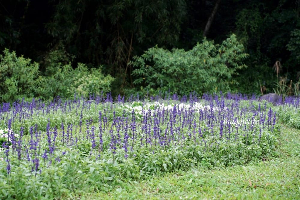 台北內湖一日遊｜內湖大溝溪親水公園步道花海已經開始了，免費景點，放假親子踏青郊遊野餐，可賞蝶，內湖縱走！