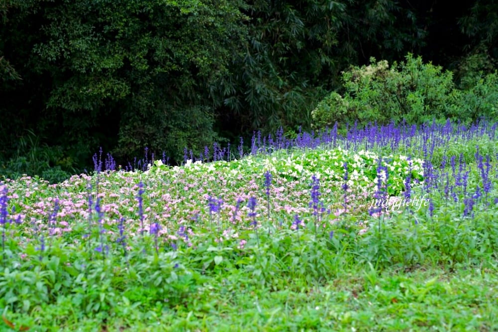 台北內湖一日遊｜內湖大溝溪親水公園步道花海已經開始了，免費景點，放假親子踏青郊遊野餐，可賞蝶，內湖縱走！