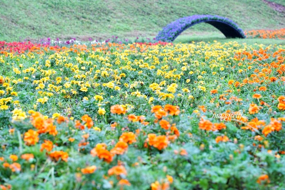 台北內湖一日遊｜內湖大溝溪親水公園步道花海已經開始了，免費景點，放假親子踏青郊遊野餐，可賞蝶，內湖縱走！