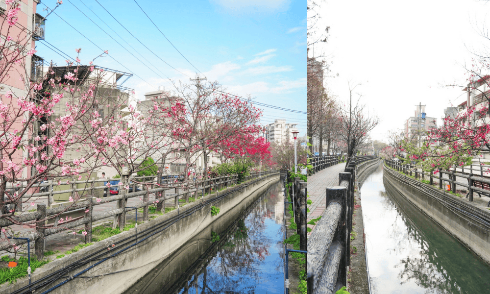 【新竹櫻花景點】 新竹隱藏版櫻花巷，新竹東南街汀甫圳櫻花步道，一秒到日本，粉紅櫻花IG打卡點！