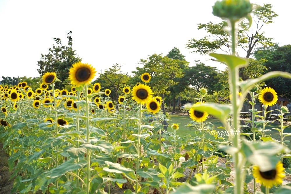 【桃園觀音景點】向陽農場門票，超美的向日葵花季，購票方式折抵免費，IG打卡景點怎麼拍最美。