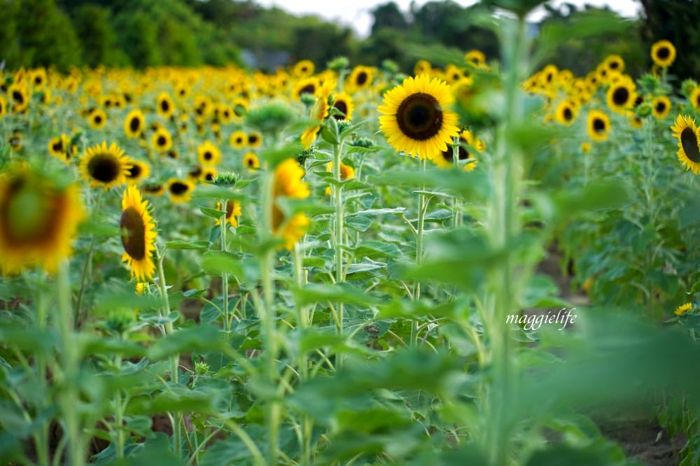 【桃園觀音景點】向陽農場門票，超美的向日葵花季，購票方式折抵免費，IG打卡景點怎麼拍最美。