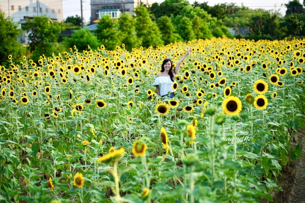 【桃園觀音景點】向陽農場門票，超美的向日葵花季，購票方式折抵免費，IG打卡景點怎麼拍最美。