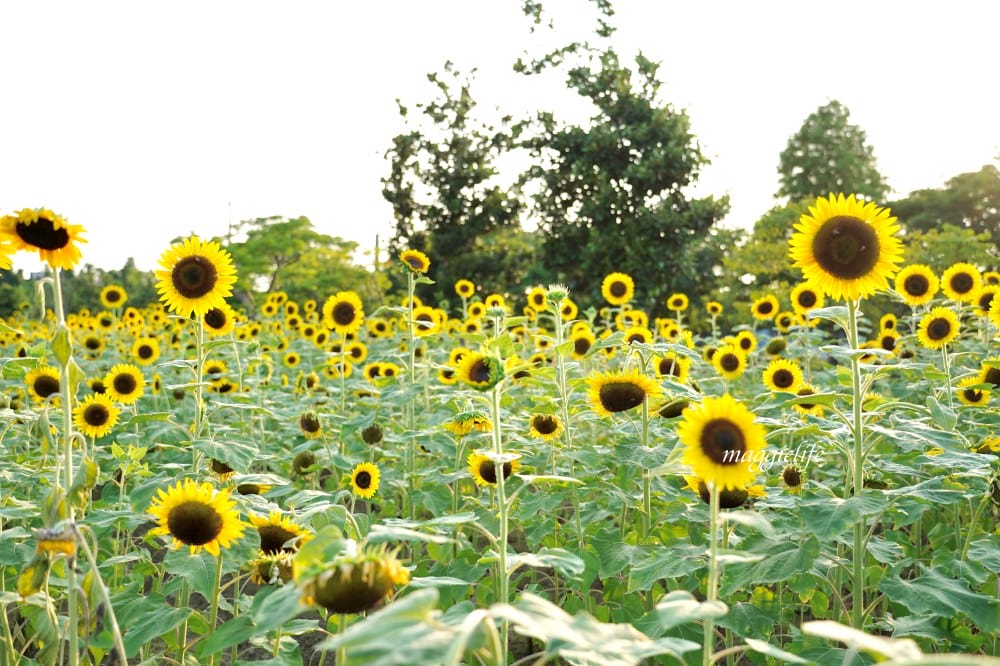 【桃園觀音景點】向陽農場門票，超美的向日葵花季，購票方式折抵免費，IG打卡景點怎麼拍最美。