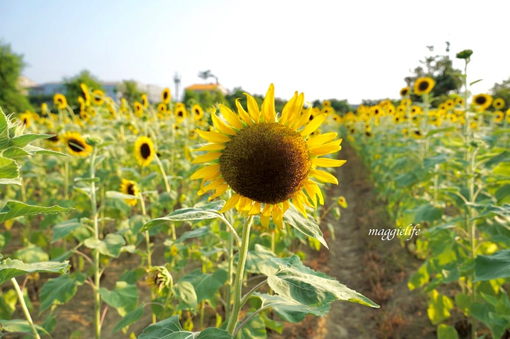 【桃園觀音景點】向陽農場門票，超美的向日葵花季，購票方式折抵免費，IG打卡景點怎麼拍最美。