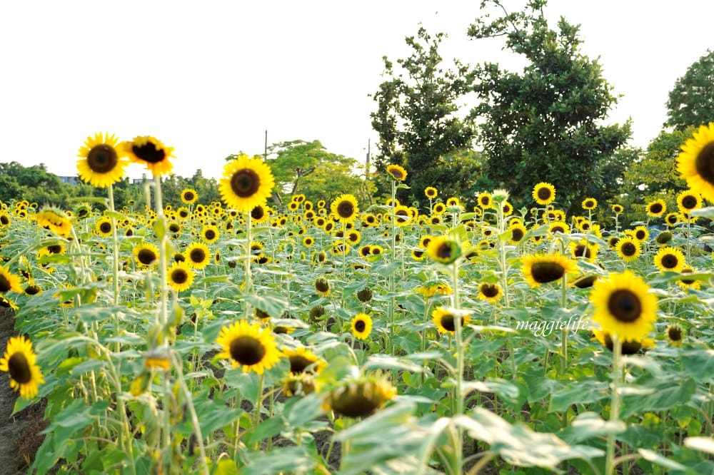 【桃園觀音景點】向陽農場門票，超美的向日葵花季，購票方式折抵免費，IG打卡景點怎麼拍最美。