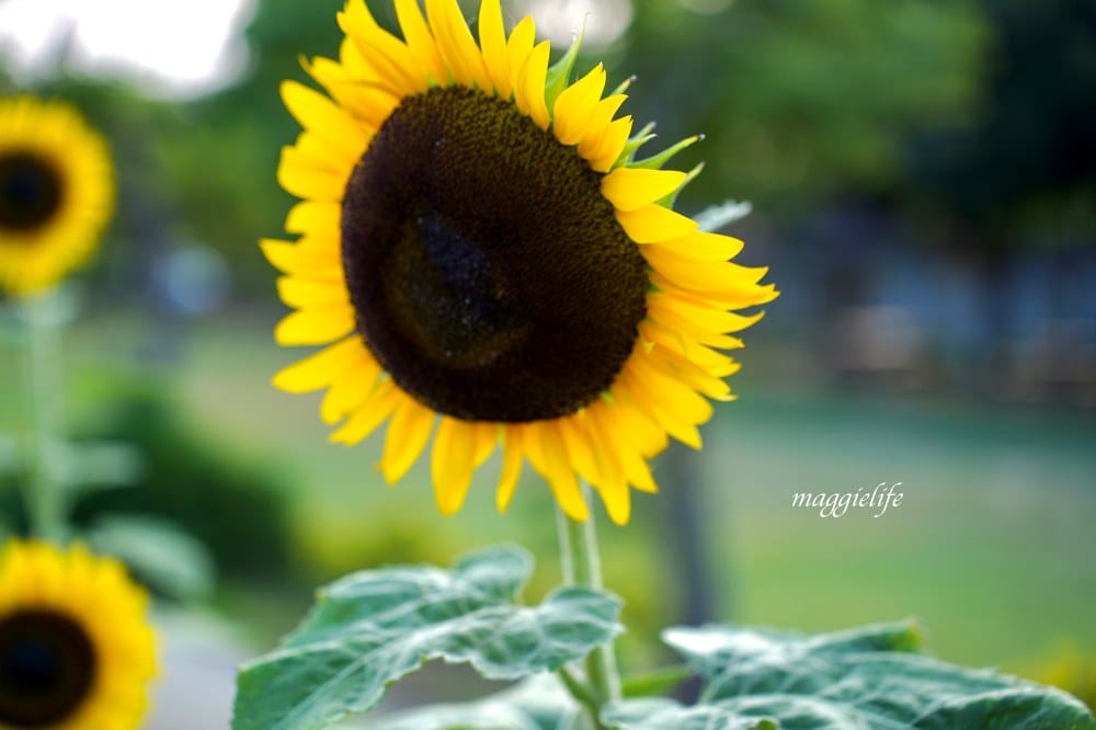 【桃園觀音景點】向陽農場門票，超美的向日葵花季，購票方式折抵免費，IG打卡景點怎麼拍最美。