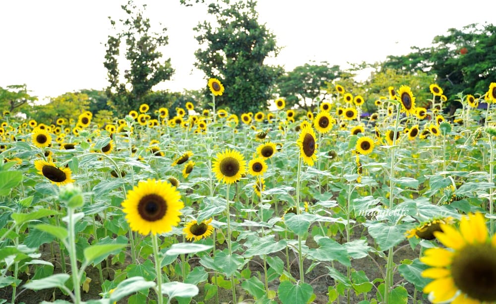 【桃園觀音景點】向陽農場門票，超美的向日葵花季，購票方式折抵免費，IG打卡景點怎麼拍最美。