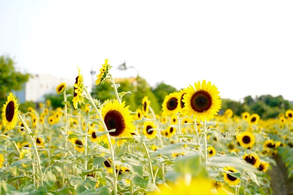 【桃園觀音景點】向陽農場門票，超美的向日葵花季，購票方式折抵免費，IG打卡景點怎麼拍最美。