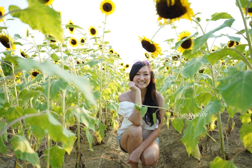【桃園觀音景點】向陽農場門票，超美的向日葵花季，購票方式折抵免費，IG打卡景點怎麼拍最美。