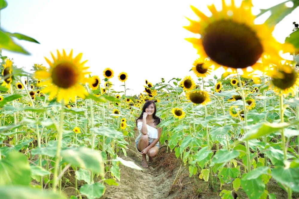 【桃園觀音景點】向陽農場門票，超美的向日葵花季，購票方式折抵免費，IG打卡景點怎麼拍最美。