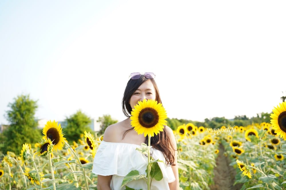 【桃園觀音景點】向陽農場門票，超美的向日葵花季，購票方式折抵免費，IG打卡景點怎麼拍最美。