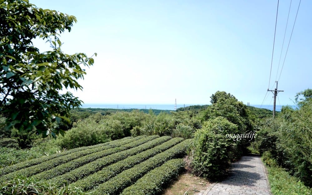 【新北石門】茶山步道，北海岸茶園秘境，坐擁山景海景，層層梯田茶園，龍貓隧道竹林，石門的世外桃源！