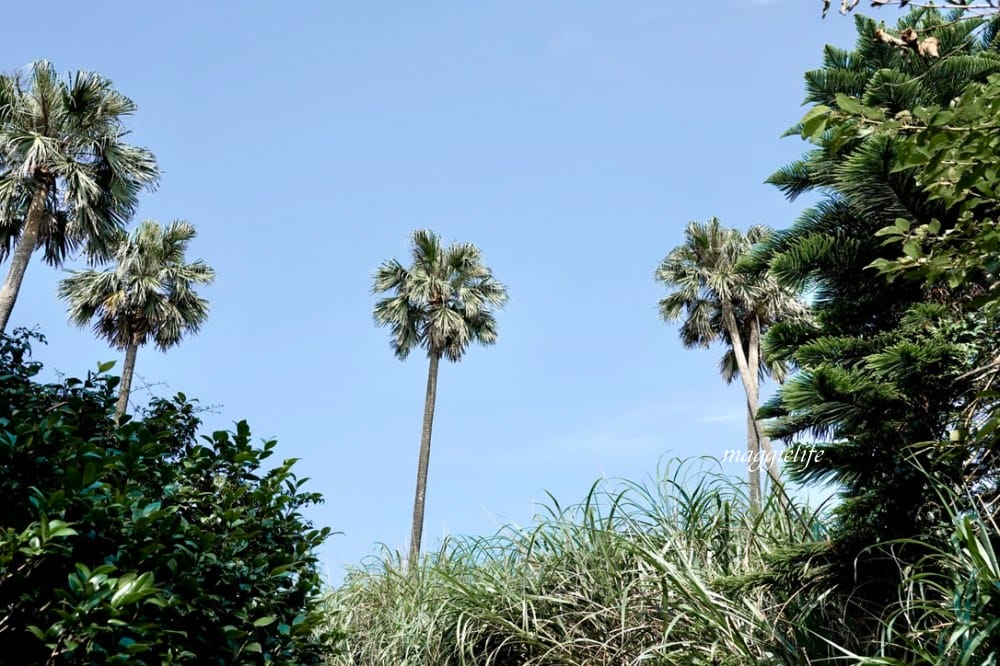 【新北石門】茶山步道，北海岸茶園秘境，坐擁山景海景，層層梯田茶園，龍貓隧道竹林，石門的世外桃源！