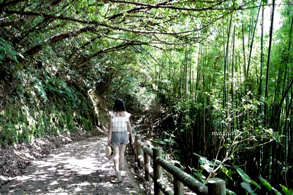 【新北石門】茶山步道，北海岸茶園秘境，坐擁山景海景，層層梯田茶園，龍貓隧道竹林，石門的世外桃源！