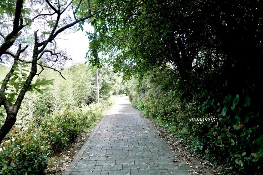 【新北石門】茶山步道，北海岸茶園秘境，坐擁山景海景，層層梯田茶園，龍貓隧道竹林，石門的世外桃源！