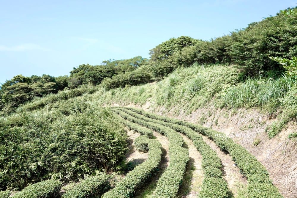【新北石門】茶山步道，北海岸茶園秘境，坐擁山景海景，層層梯田茶園，龍貓隧道竹林，石門的世外桃源！