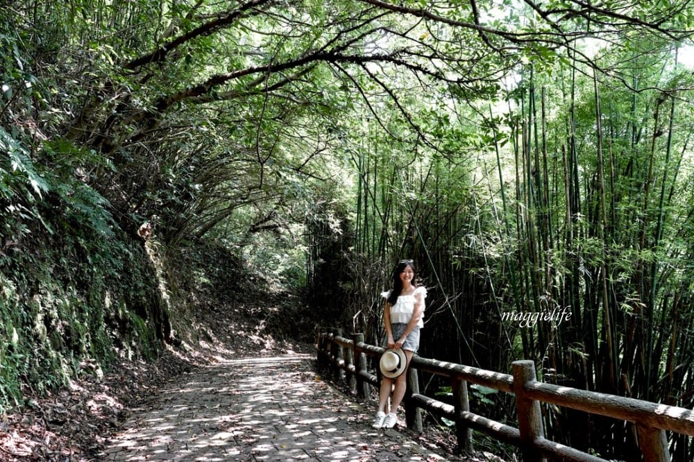 【新北石門】茶山步道，北海岸茶園秘境，坐擁山景海景，層層梯田茶園，龍貓隧道竹林，石門的世外桃源！