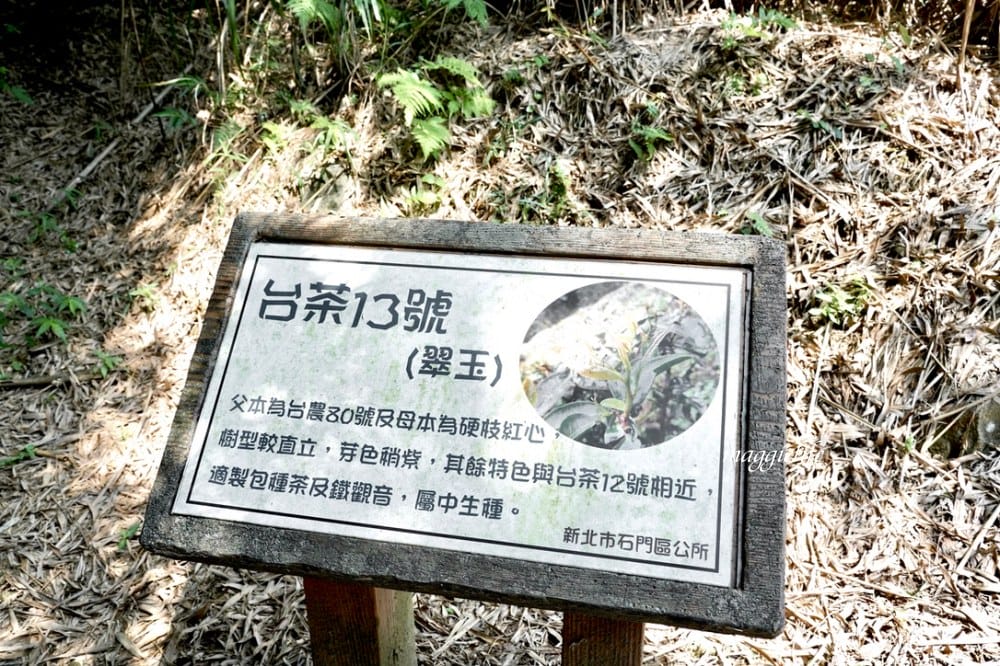 【新北石門】茶山步道，北海岸茶園秘境，坐擁山景海景，層層梯田茶園，龍貓隧道竹林，石門的世外桃源！