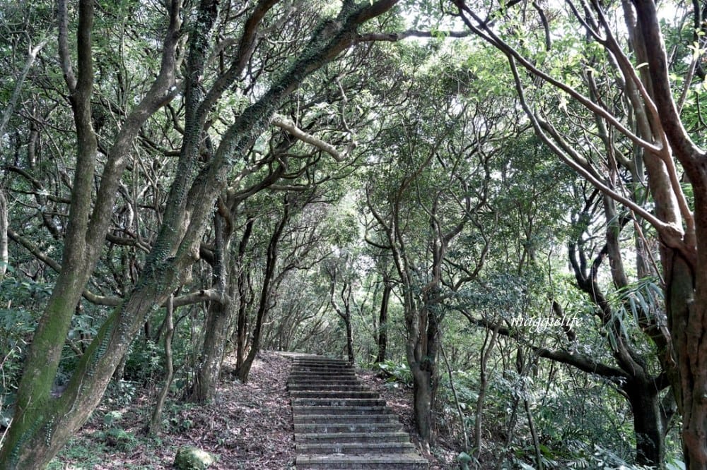 【新北石門】茶山步道，北海岸茶園秘境，坐擁山景海景，層層梯田茶園，龍貓隧道竹林，石門的世外桃源！