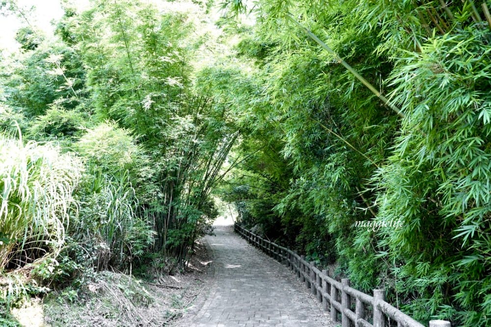【新北石門】茶山步道，北海岸茶園秘境，坐擁山景海景，層層梯田茶園，龍貓隧道竹林，石門的世外桃源！