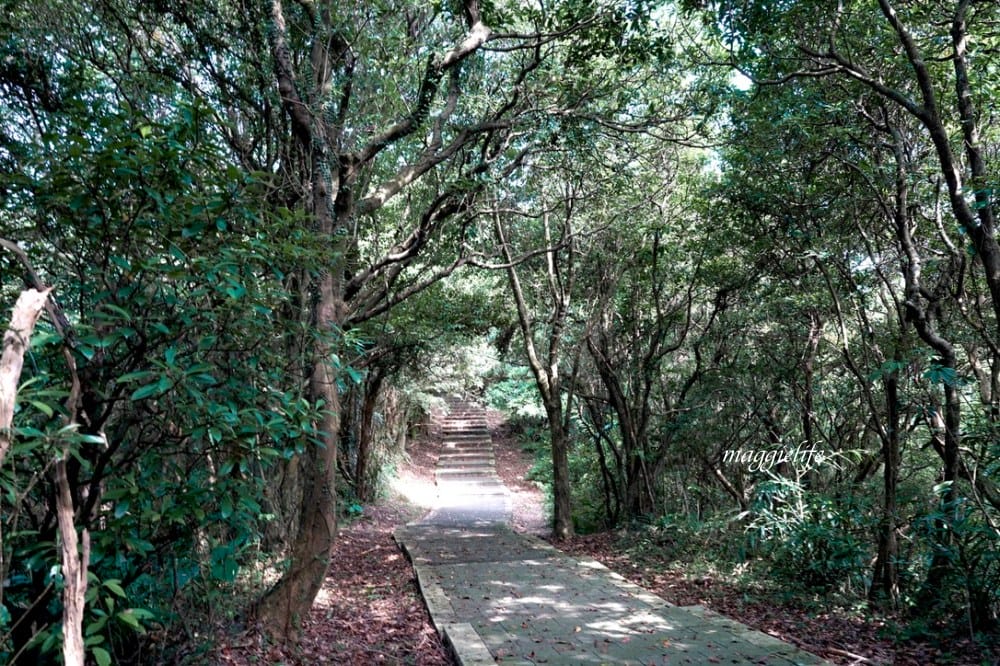 【新北石門】茶山步道，北海岸茶園秘境，坐擁山景海景，層層梯田茶園，龍貓隧道竹林，石門的世外桃源！