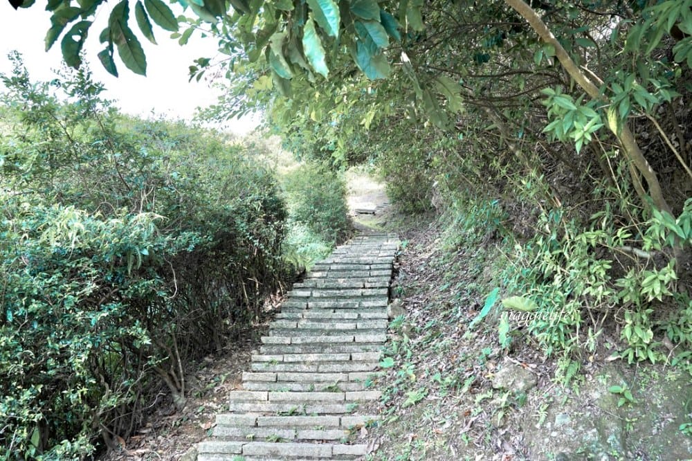 【新北石門】茶山步道，北海岸茶園秘境，坐擁山景海景，層層梯田茶園，龍貓隧道竹林，石門的世外桃源！