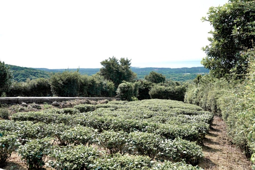 【新北石門】茶山步道，北海岸茶園秘境，坐擁山景海景，層層梯田茶園，龍貓隧道竹林，石門的世外桃源！