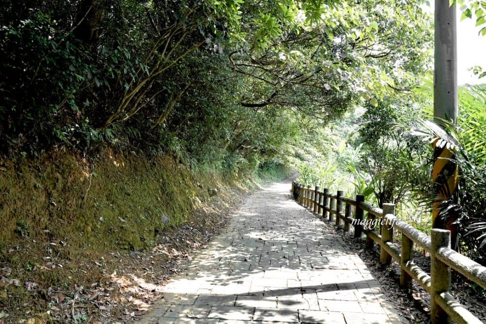 【新北石門】茶山步道，北海岸茶園秘境，坐擁山景海景，層層梯田茶園，龍貓隧道竹林，石門的世外桃源！