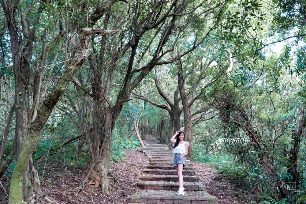 【新北石門】茶山步道，北海岸茶園秘境，坐擁山景海景，層層梯田茶園，龍貓隧道竹林，石門的世外桃源！