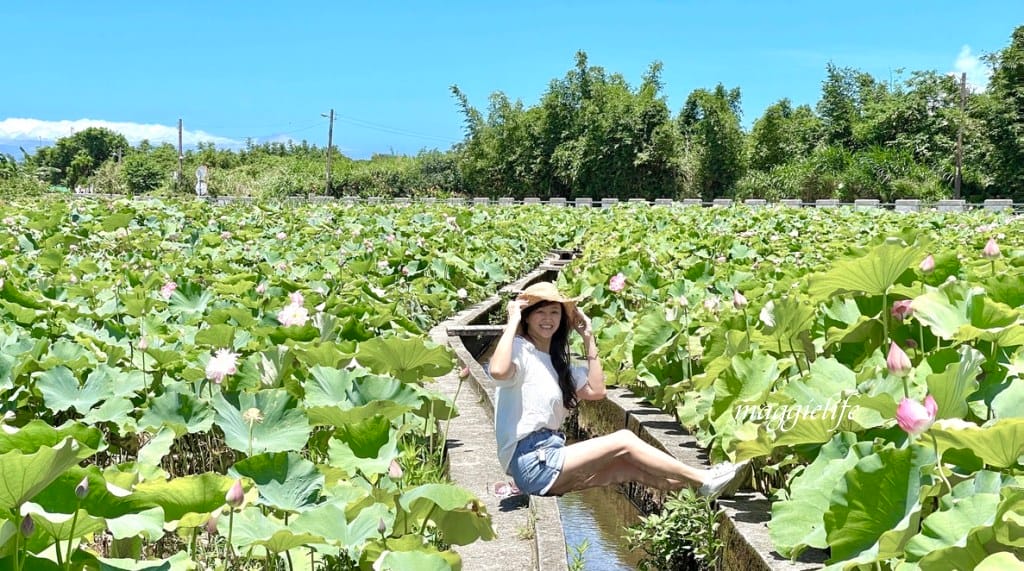 【新北金山景點】清水濕地牡丹蓮花田，新北金山私房免費景點大公開！充滿仙氣的蓮花田爆炸美！