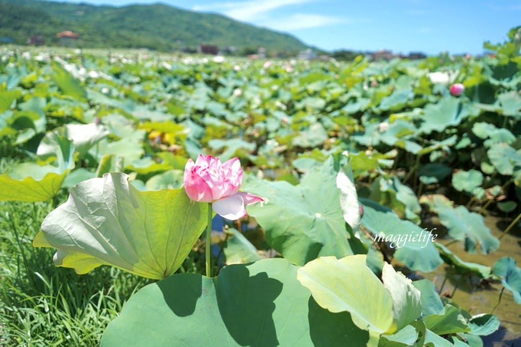 【新北金山景點】清水濕地牡丹蓮花田，新北金山私房免費景點大公開！充滿仙氣的蓮花田爆炸美！