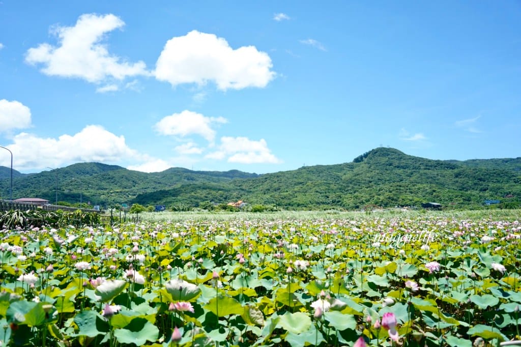 【新北金山景點】清水濕地牡丹蓮花田，新北金山私房免費景點大公開！充滿仙氣的蓮花田爆炸美！