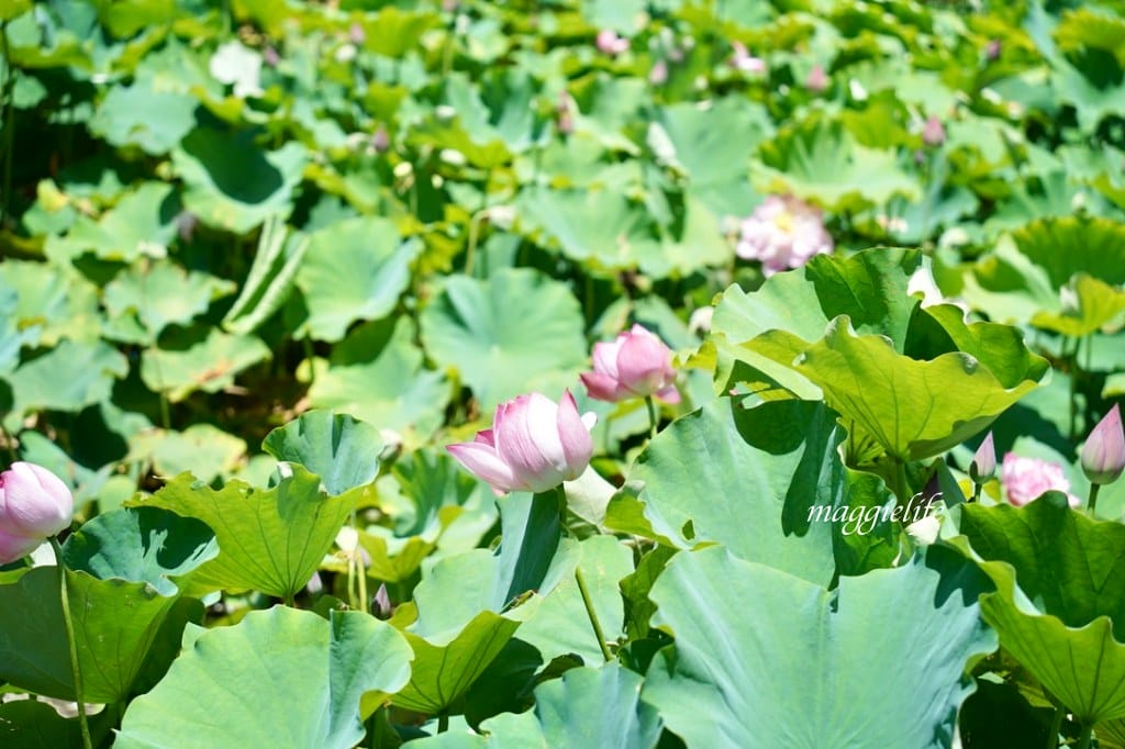 【新北金山景點】清水濕地牡丹蓮花田，新北金山私房免費景點大公開！充滿仙氣的蓮花田爆炸美！