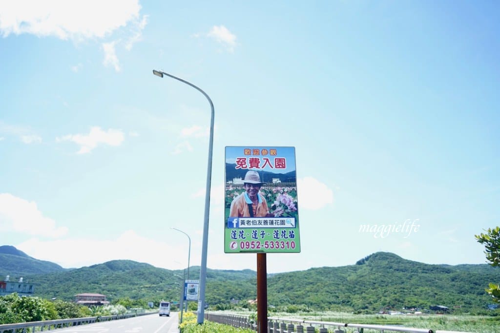 【新北金山景點】清水濕地牡丹蓮花田，新北金山私房免費景點大公開！充滿仙氣的蓮花田爆炸美！