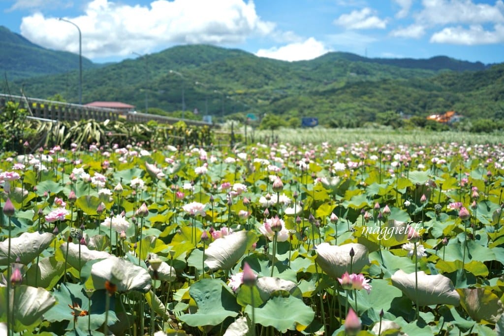 【新北金山景點】清水濕地牡丹蓮花田，新北金山私房免費景點大公開！充滿仙氣的蓮花田爆炸美！