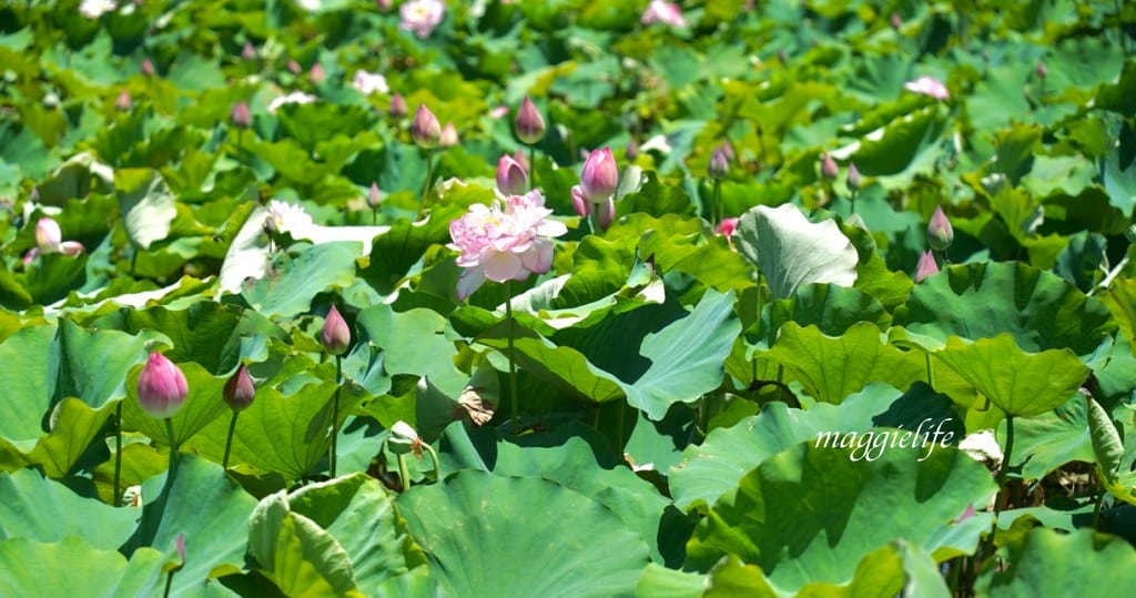 【新北金山景點】清水濕地牡丹蓮花田，新北金山私房免費景點大公開！充滿仙氣的蓮花田爆炸美！