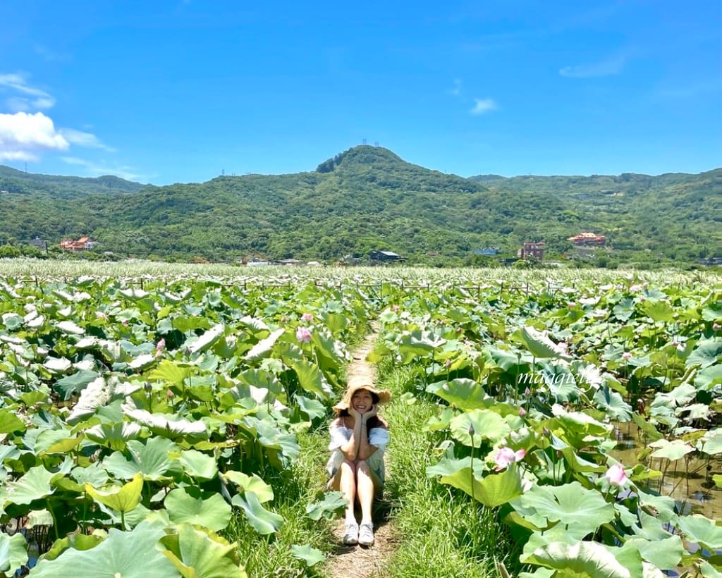 【新北金山景點】清水濕地牡丹蓮花田，新北金山私房免費景點大公開！充滿仙氣的蓮花田爆炸美！