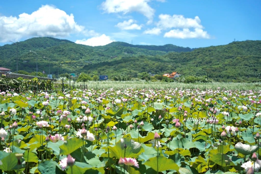 【新北金山景點】清水濕地牡丹蓮花田，新北金山私房免費景點大公開！充滿仙氣的蓮花田爆炸美！
