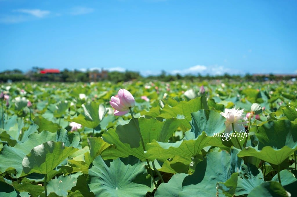 【新北金山景點】清水濕地牡丹蓮花田，新北金山私房免費景點大公開！充滿仙氣的蓮花田爆炸美！