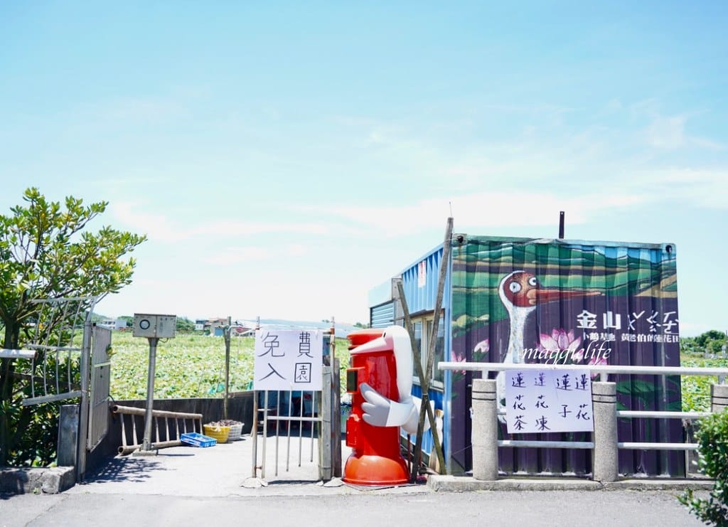 【新北金山景點】清水濕地牡丹蓮花田，新北金山私房免費景點大公開！充滿仙氣的蓮花田爆炸美！