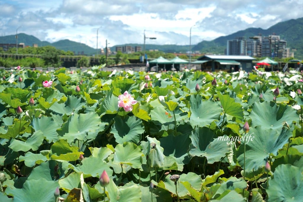 【新北金山景點】清水濕地牡丹蓮花田，新北金山私房免費景點大公開！充滿仙氣的蓮花田爆炸美！